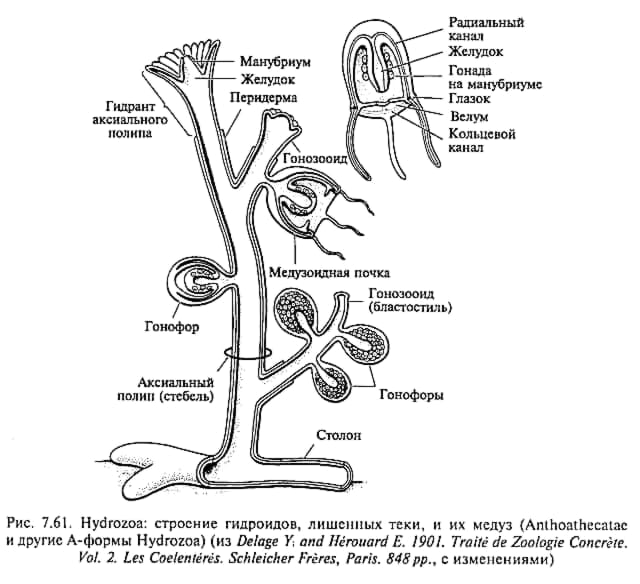 Жизненный цикл полипа. Гидроидные полипы строение. Внешнее строение гидроидных полипов. Колониальный гидроидный полип строение. Строение гидроидного полипа обелии.