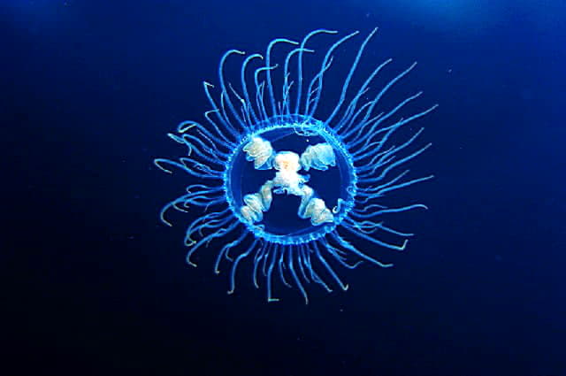 Гидроидные: медуза-крестовичок
