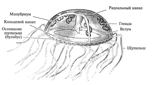 Строение гидроидной медузы
