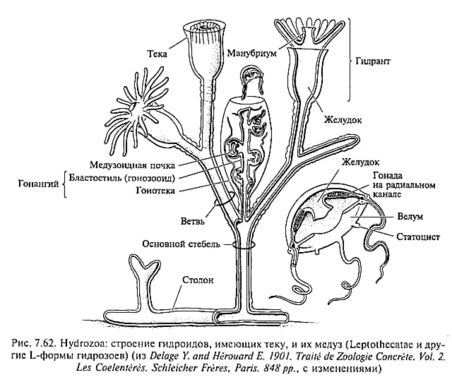 Лимномедузы (Limnomedusae)
