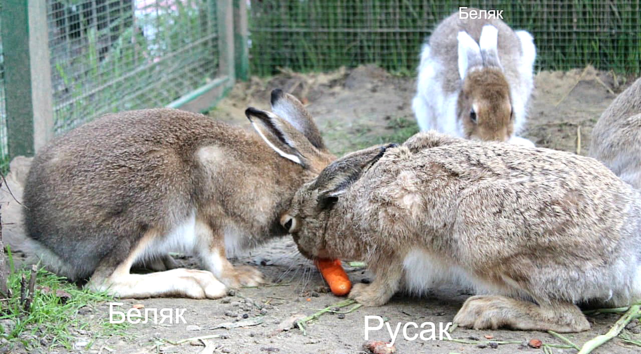  Исходя из размеров обоих видов, заяц-беляк (44-65
