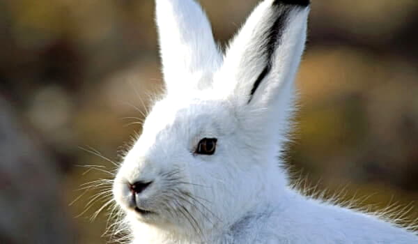Заяц беляк – млекопитающее рода зайцев, отряда зай
