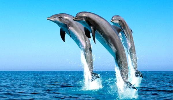 Фото: Черноморский дельфин афалина