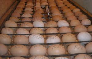 Для яиц разных видов домашней птицы показатели тем