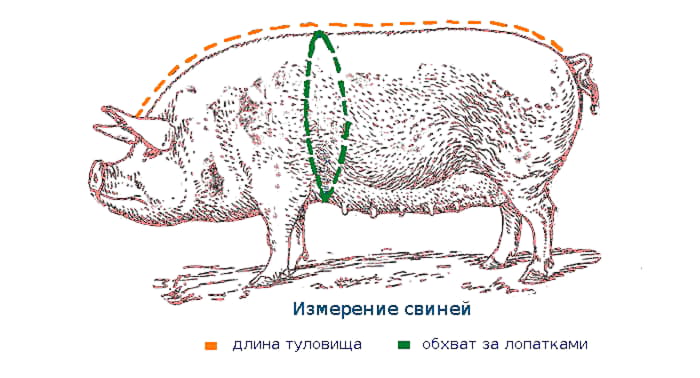 Как правильно обмерить свинью: